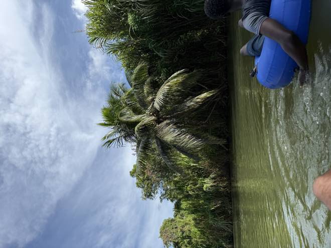 Point-of-view from a tube drifting past coconut palms on the river