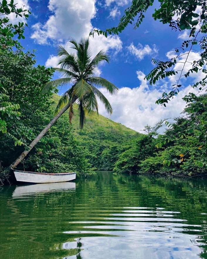 A wooden boat moored under a leaning coconut palm on the Roseau River